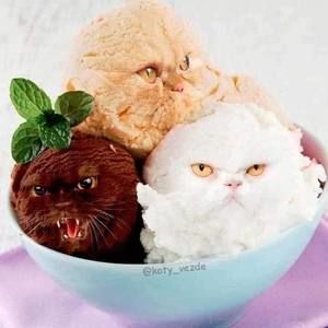 Meet your Posher, Kaitlin